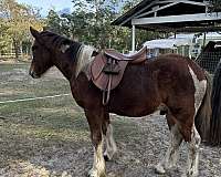 tobiano-mustang-yearling