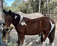 tobiano-draft-yearling