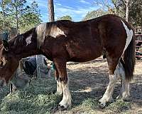 13-hand-draft-yearling