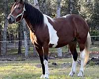 tobiano-drum-yearling