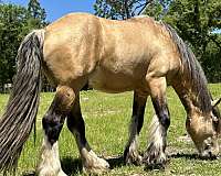 tobiano-mustang-colt