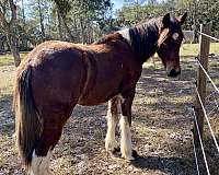 13-hand-draft-yearling