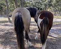 tobiano-mustang-stallion