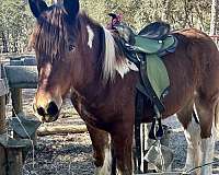 tobiano-mustang-stallion