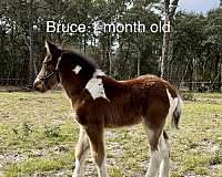 tobiano-mustang-yearling