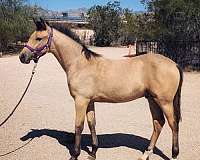 apha-draft-horse