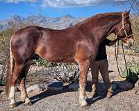 blues-draft-horse