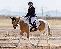 buckskin-colt-draft-horse