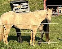 palomino-foundation-trail-horse