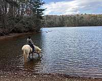 palomino-star-in-forehead-horse