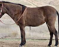 palomino-none-horse