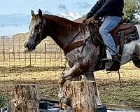 beginner-safe-quarter-horse