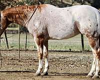 palomino-blaze-horse