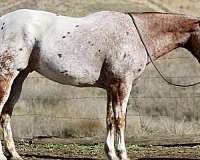 quarter-horse