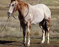 ranch-work-quarter-horse