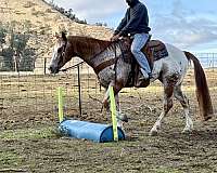 family-horse-quarter