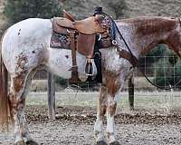 experienced-quarter-horse