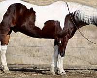 bay-tobiano-horse