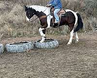 family-horse-quarter