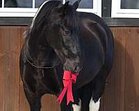 black-pony-gelding