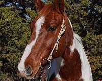 beginner-safe-quarter-horse