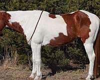 ranch-work-quarter-horse