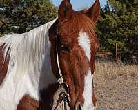 family-horse-quarter