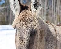 adopted-donkey
