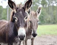 wild-donkey