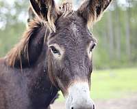 adoption-donkey