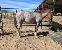 red-roan-roan-draft-filly