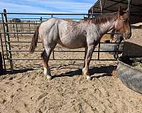 gentle-clydesdale-horse