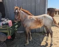 gentle-for-the-family-clydesdale-horse