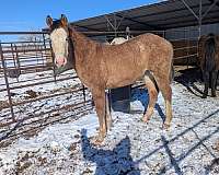 four-white-socks-colt