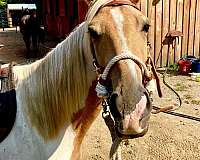 quick-learner-tennessee-walking-horse