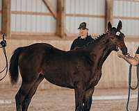 bay-white-thoroughbred-filly-mare