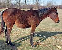 halter-broke-warmblood-horse