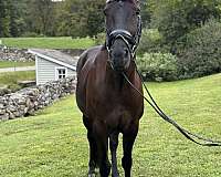 youth-iberian-horse