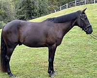 black-iberian-gelding