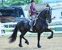 blue-roan-roan-friesian-percheron-weanling