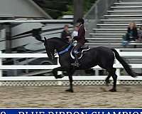 blue-roan-roan-usef-mare