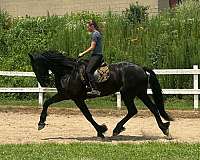 blue-roan-roan-usef-stallion