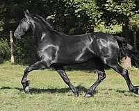 blue-roan-roan-usef-horse