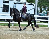 usef-friesian-percheron-mare