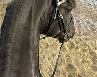 usef-friesian-percheron-stallion