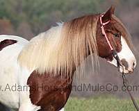 trails-gypsy-vanner-horse