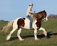 safe-gypsy-vanner-horse