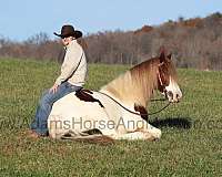 chestnut-tobiano-horse