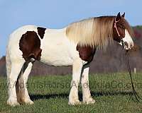 tobiano-horse