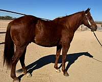 gentle-gelding-quarter-horse